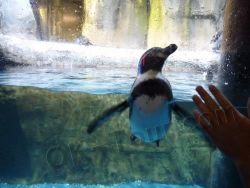 пингвины в зоопарке морских животных в Дубай-молле