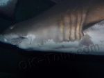 акулы в аквариуме Дубай-молла