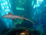 акулы в аквариуме Дубай-молла