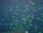 стаи рыб в аквариуме Дубай-молла