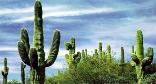 одним из символов Мексики по праву считается кактус